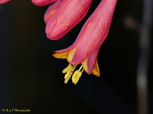 {Lonicera sempervirens